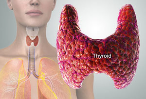 ¿Quién nos dijo que la función tiroidea era tan importante y podría ser una de las claves para una buena salud?